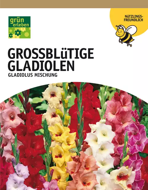 Gladiolus Mischung