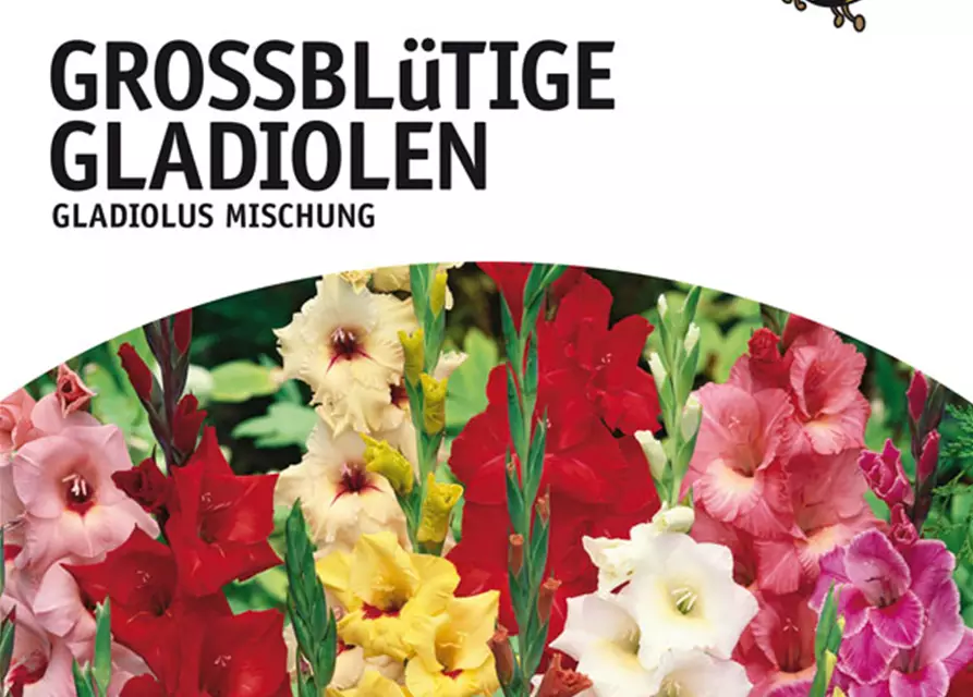 Gladiolus Mischung