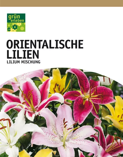 Lilien Oriental Mischung