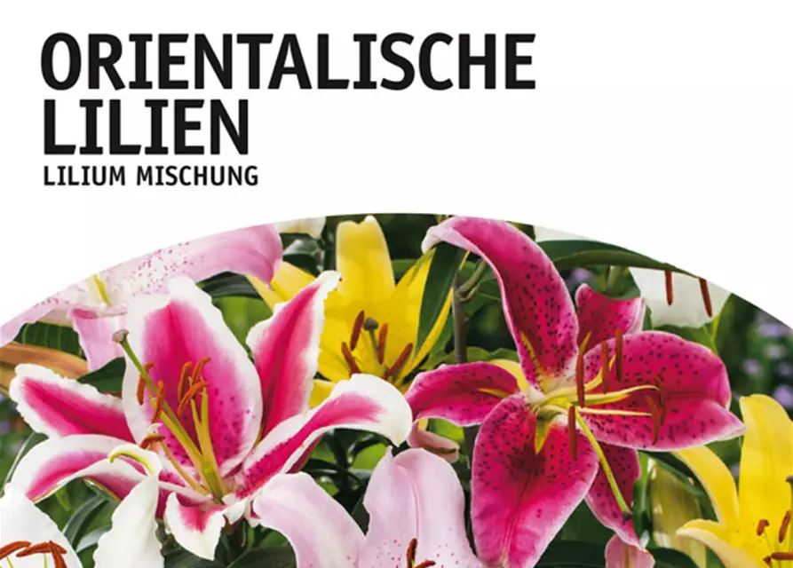 Lilien Oriental Mischung