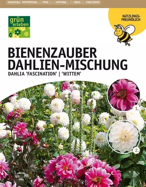 Dahlien Bienenzauber Mix