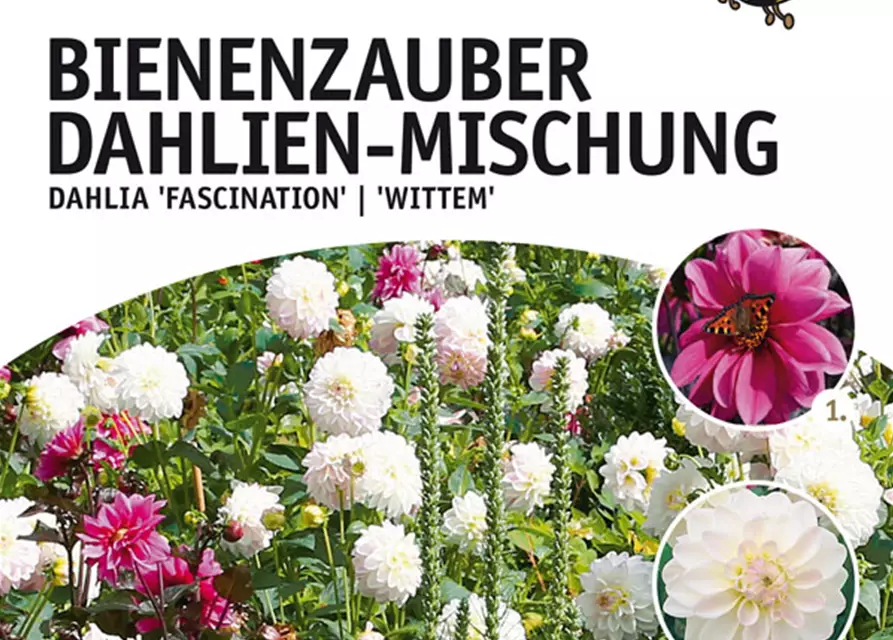 Dahlien Bienenzauber Mix