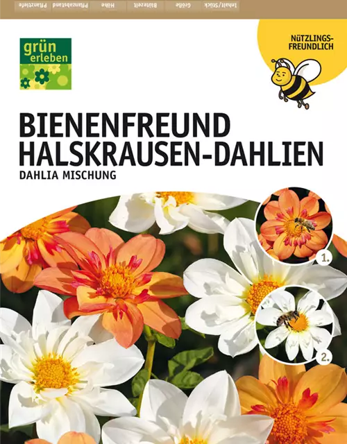 Dahlien Bienenfreund Mix