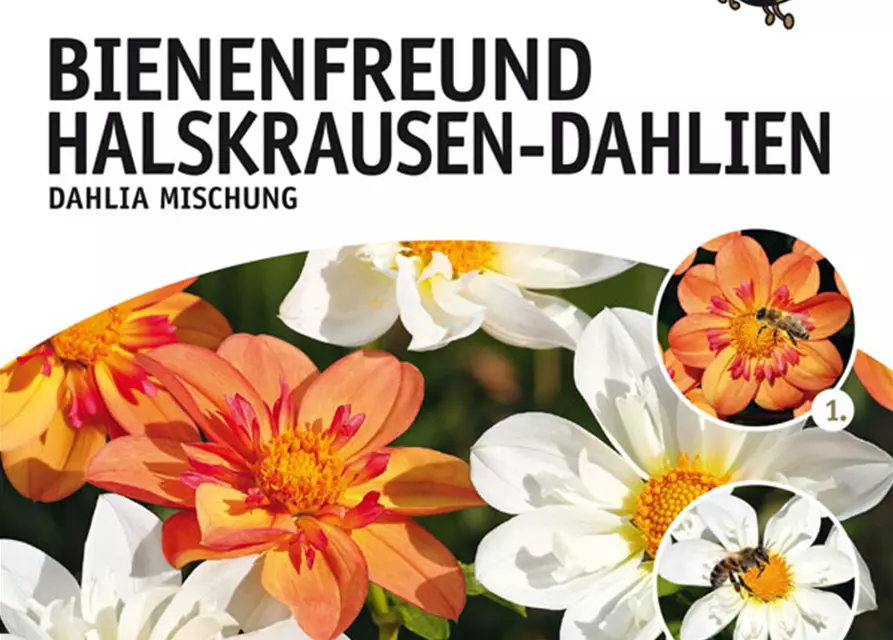 Dahlien Bienenfreund Mix