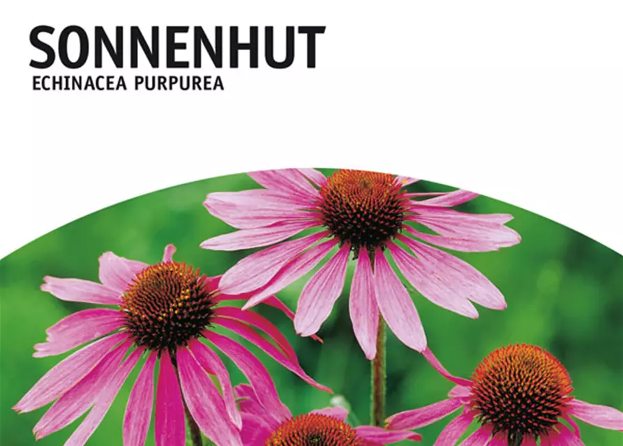 Echinacea purpurea