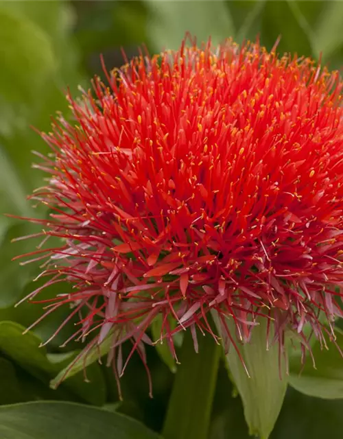 Haemanthus multiflorus