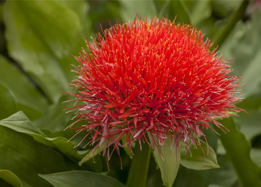 Haemanthus multiflorus