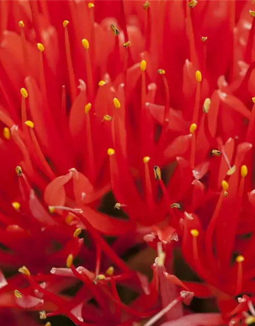 Haemanthus multiflorus