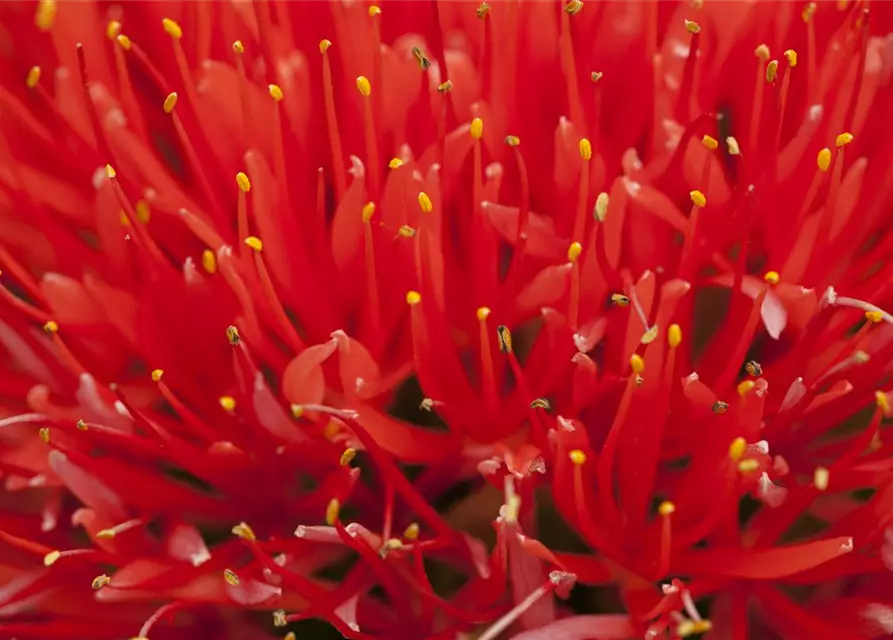 Haemanthus multiflorus