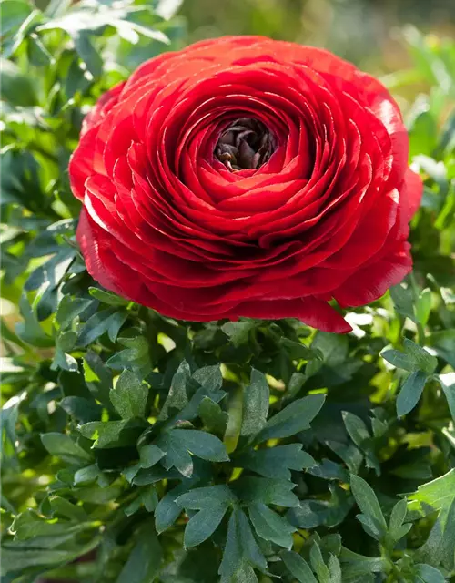 Ranunculus Aviv purpur