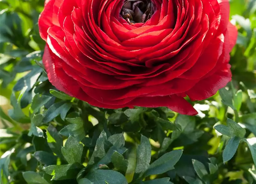 Ranunculus Aviv purpur