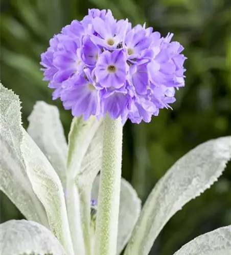 Primula denticulata