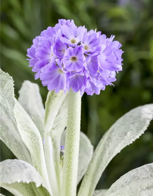 Primula denticulata