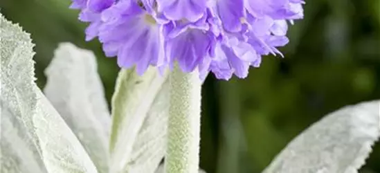 Primula denticulata