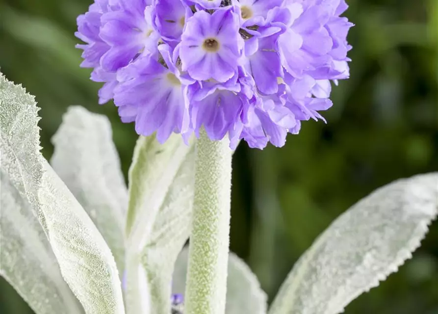 Primula denticulata