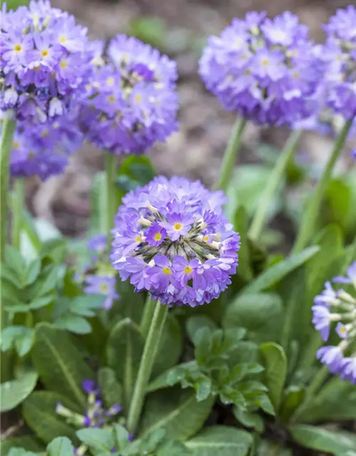 Primula denticulata