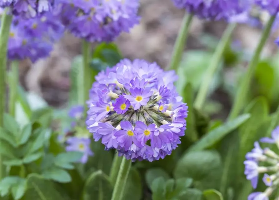 Primula denticulata