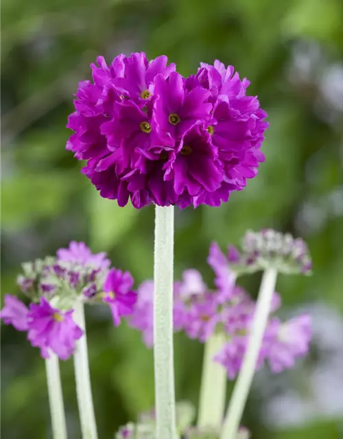 Primula denticulata