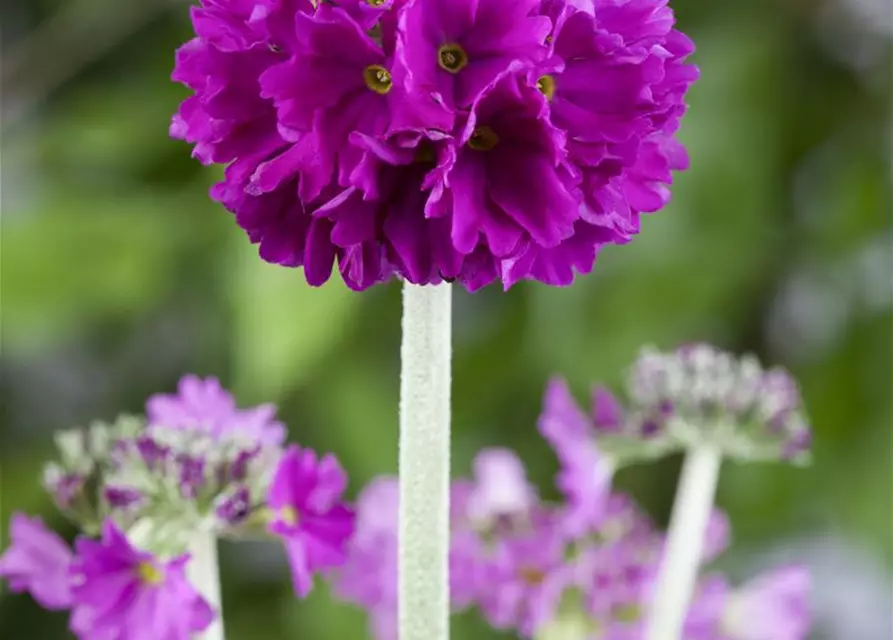 Primula denticulata