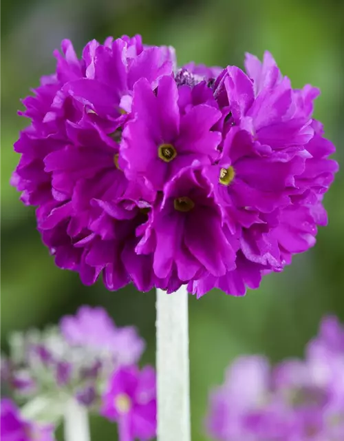 Primula denticulata