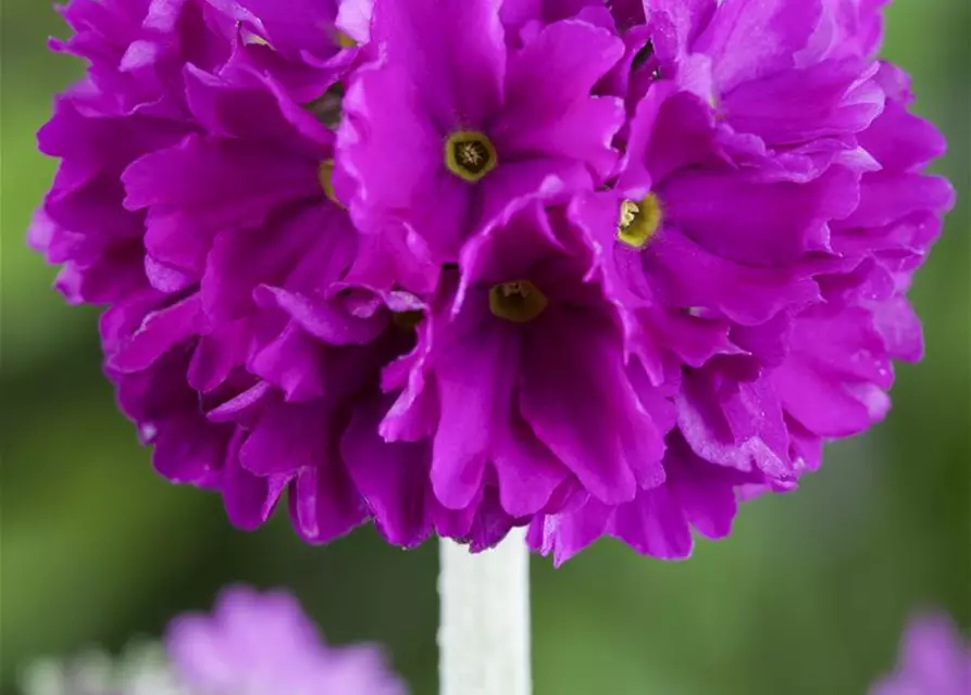 Primula denticulata