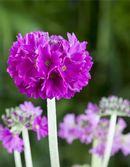 Primula denticulata