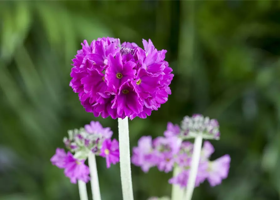 Primula denticulata