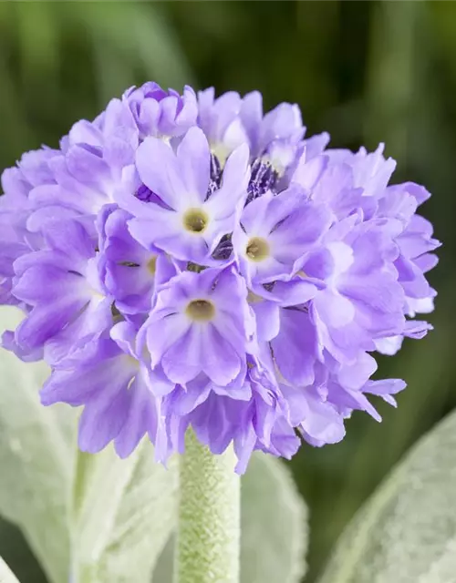 Primula denticulata