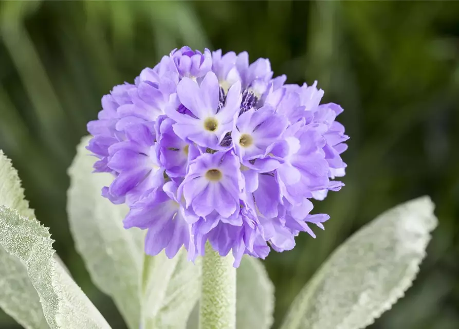 Primula denticulata