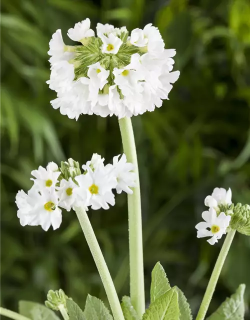 Primula denticulata