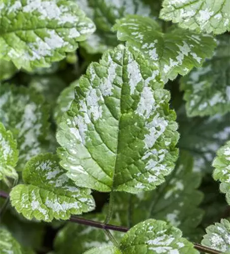 Lamium maculatum