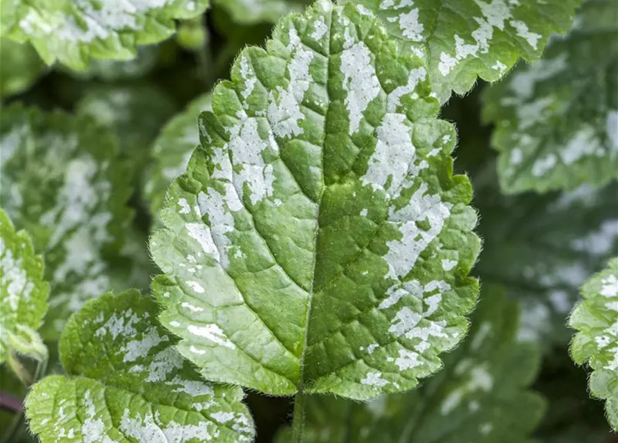 Lamium maculatum