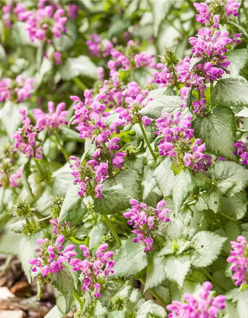 Lamium maculatum