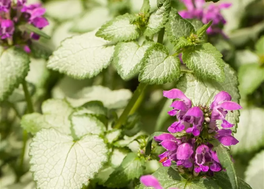 Lamium maculatum