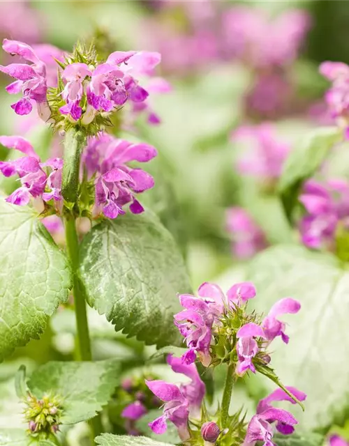 Lamium maculatum