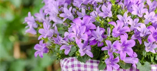 Campanula poscharskyana