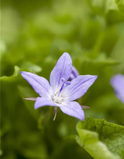 Hängepolster-Glockenblume