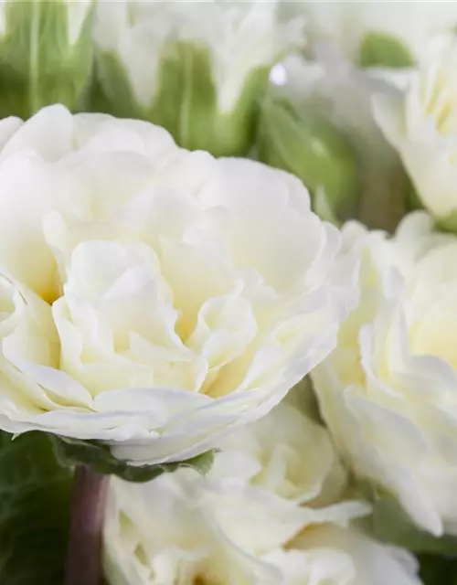 Primula vulgaris BELARINA