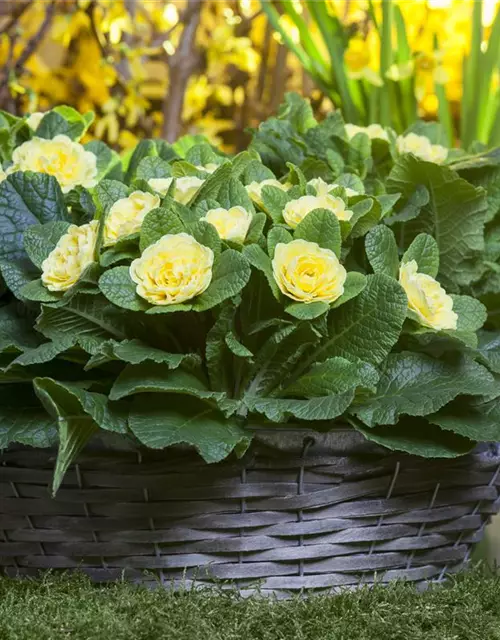 Primula vulgaris BELARINA