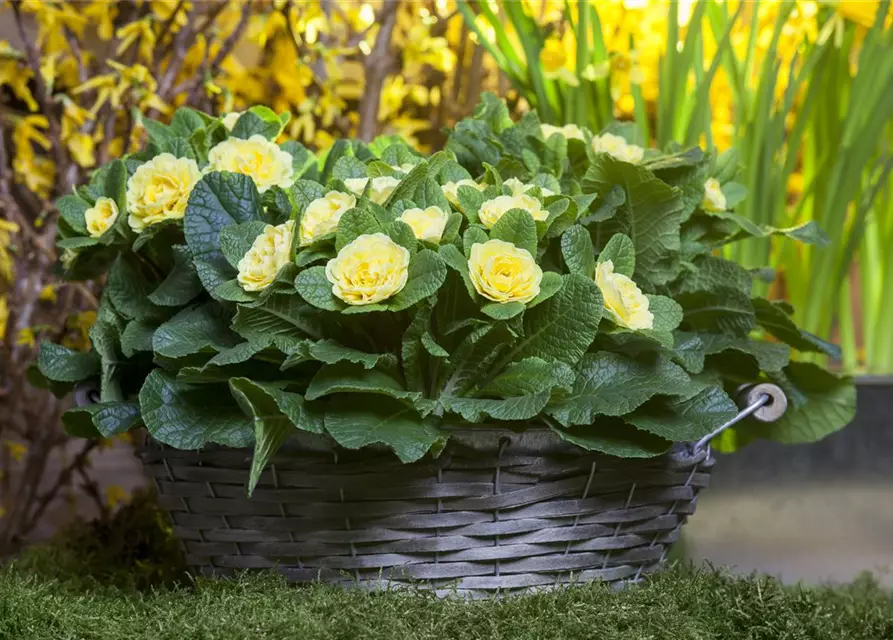 Primula vulgaris BELARINA