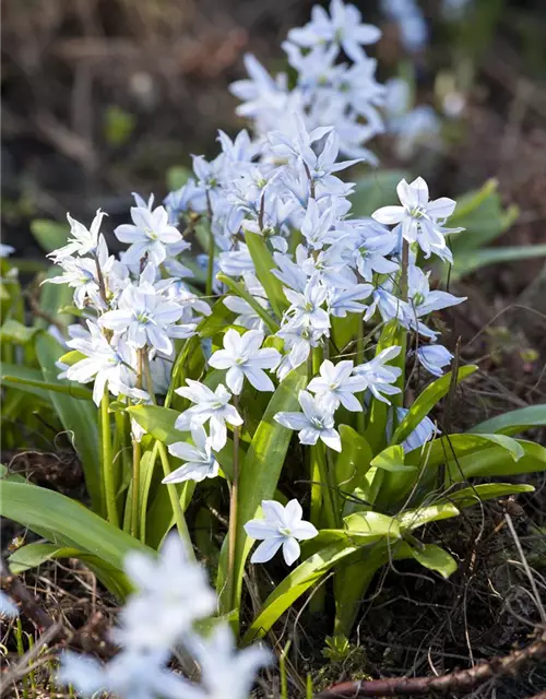 Kaukasischer Blaustern, Topf-Ø 10 cm