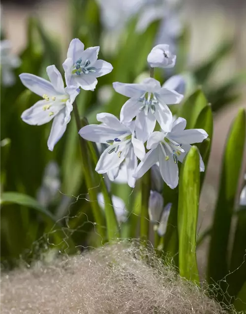 Kaukasischer Blaustern, Topf-Ø 10 cm