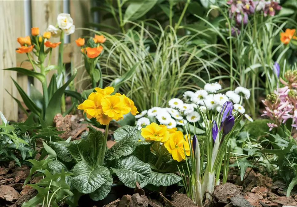 Osterglocke, Tulpe und Hyazinthe: Frühlingsboten auf dem Balkon