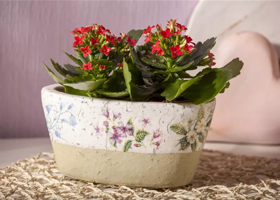 Kalanchoe blossfeldiana