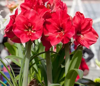 Pflanzzeit für Amaryllis