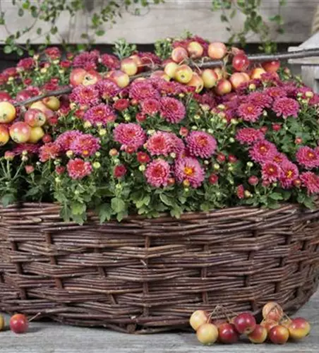 Chrysanthemum indicum