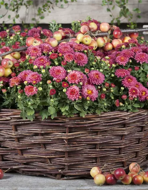 Chrysanthemum indicum