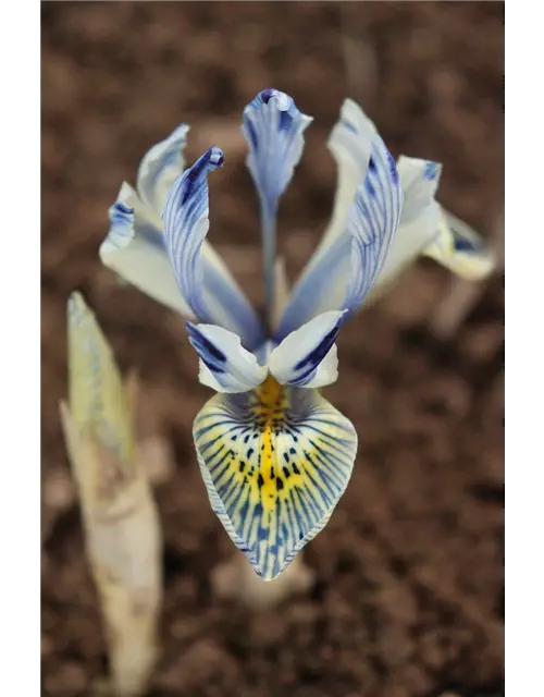 Zwerg-Iris Hybride 'Katharine Hodgkin', 10 cm Topf