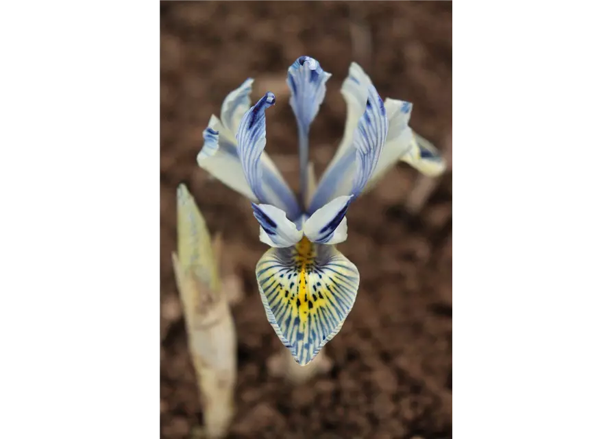 Zwerg-Iris Hybride 'Katharine Hodgkin', 10 cm Topf