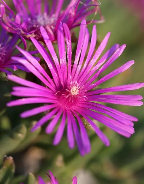 Raublatt-Aster